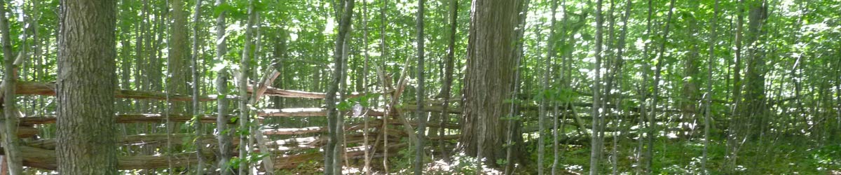 forest path