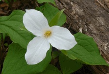 gibbons trillium